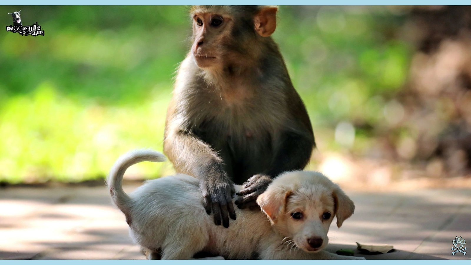 little monkey grooming little puppy
