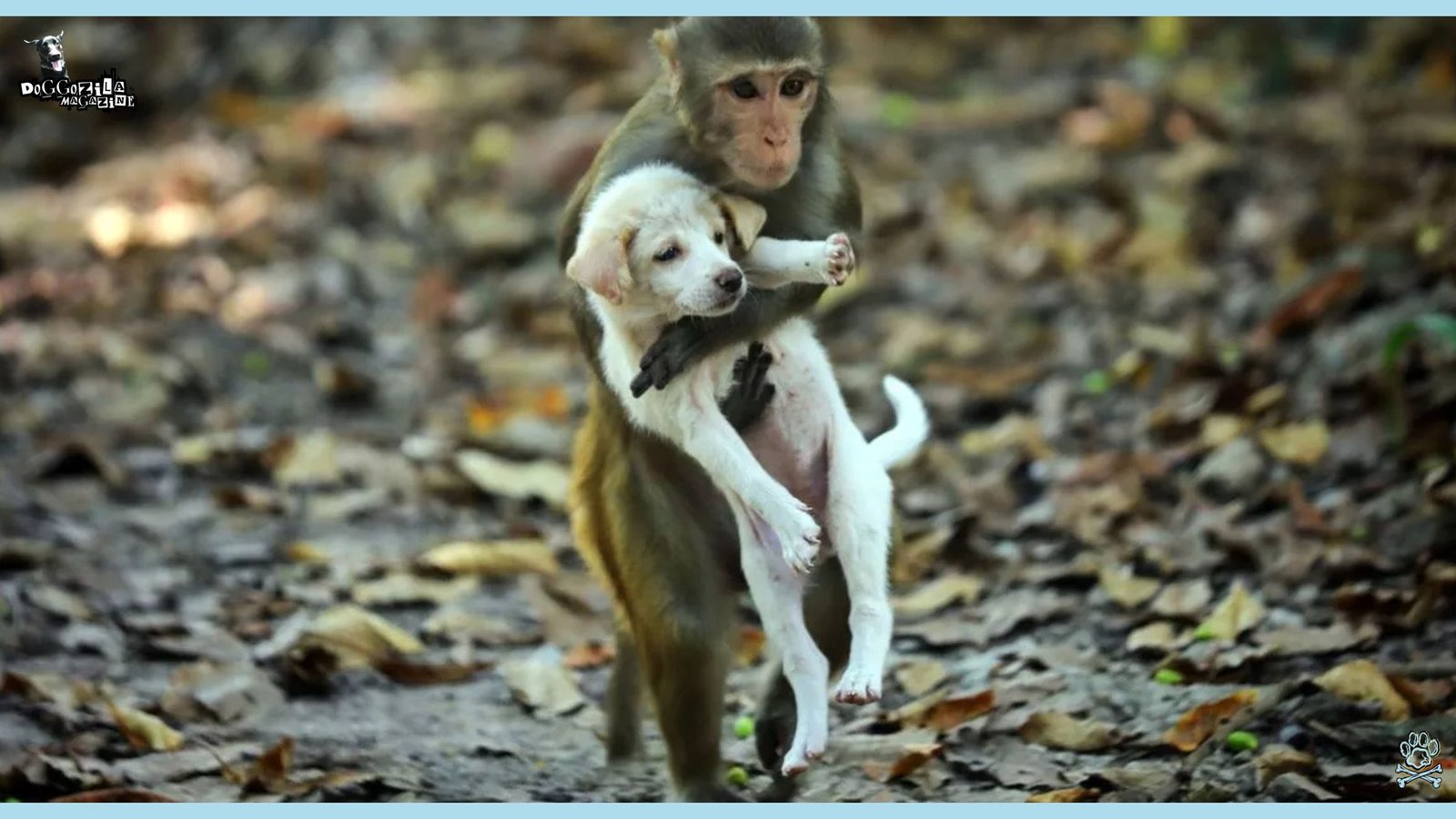 monkey hugging the little puppy