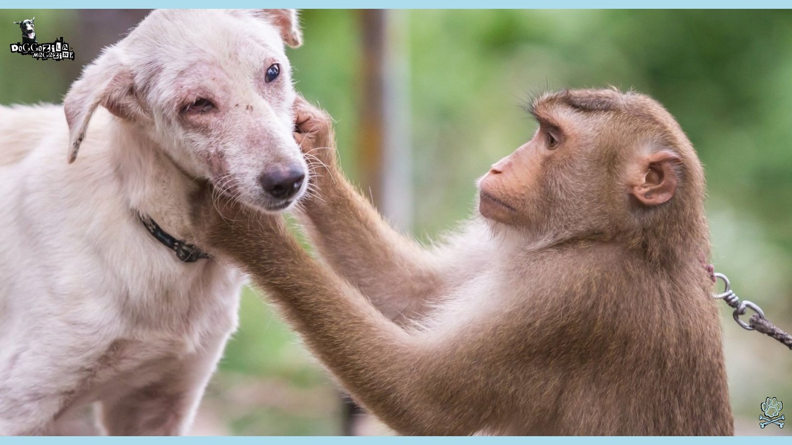 the monkey is grooming and cleaning the stray dog