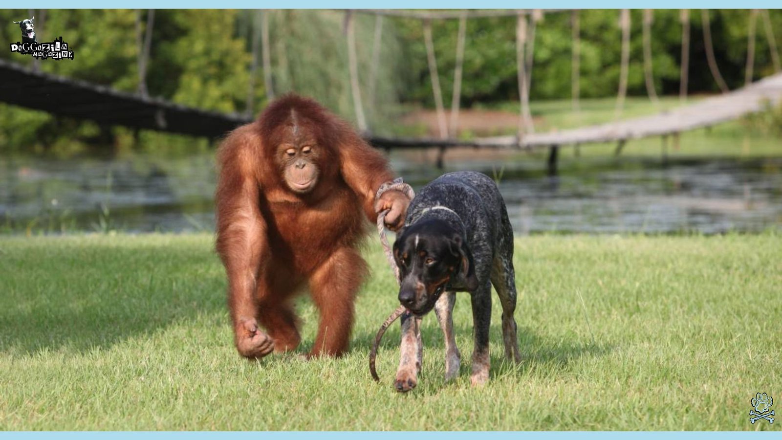 Do Monkeys Keep Dogs as Pets or They Steal Puppies