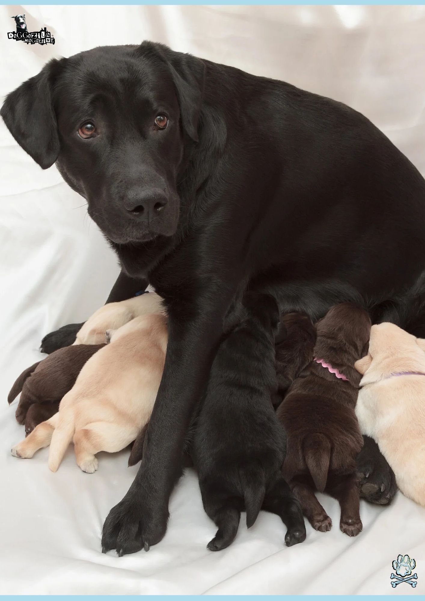 Have you wondered Do Mother Dogs Miss Their Puppies after adoption