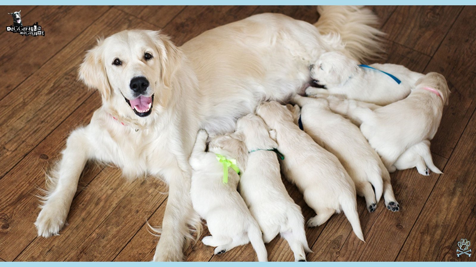 Golden Retriever mom with her little puppies