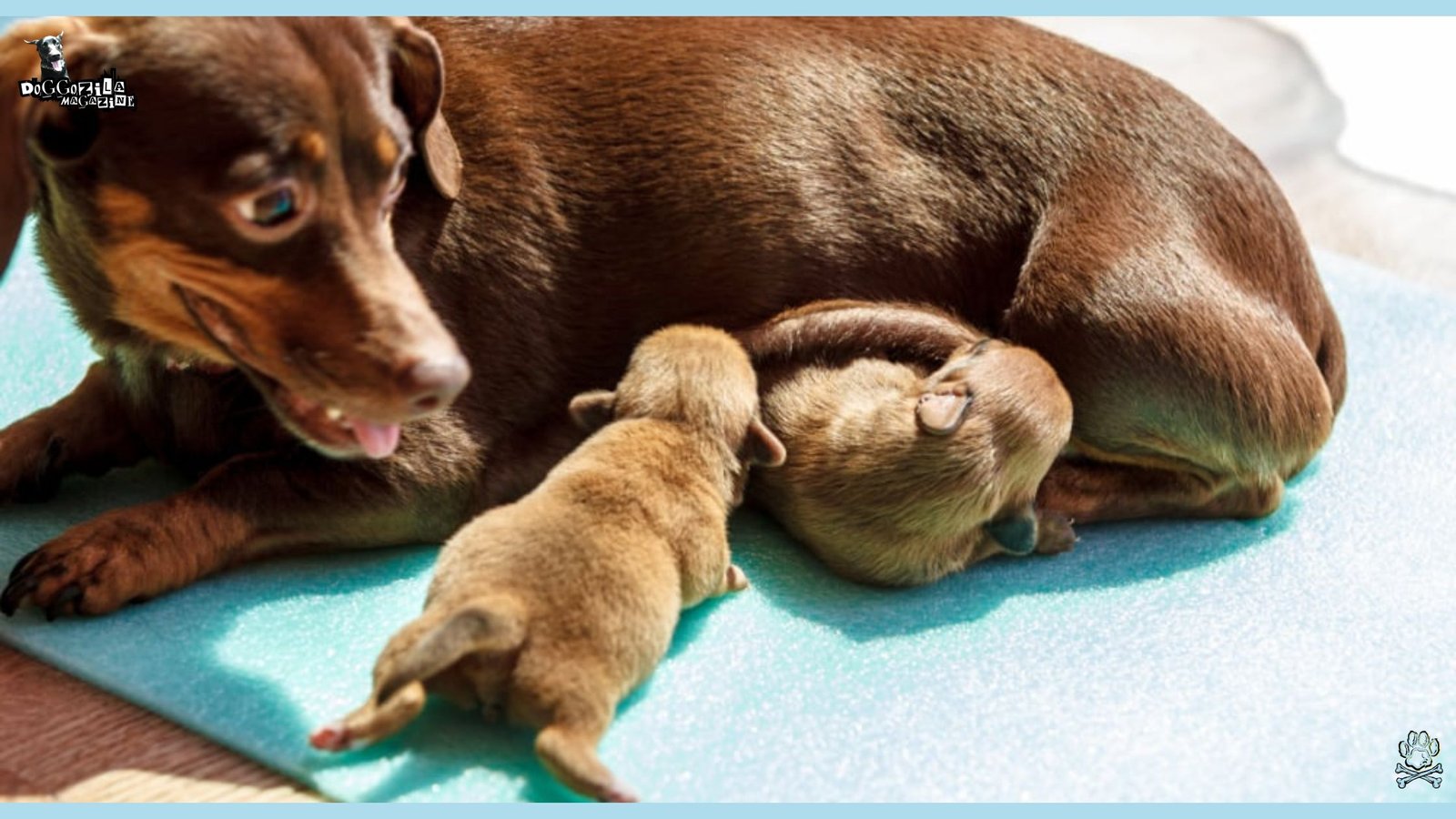 Happy dog mom with her little puppies
