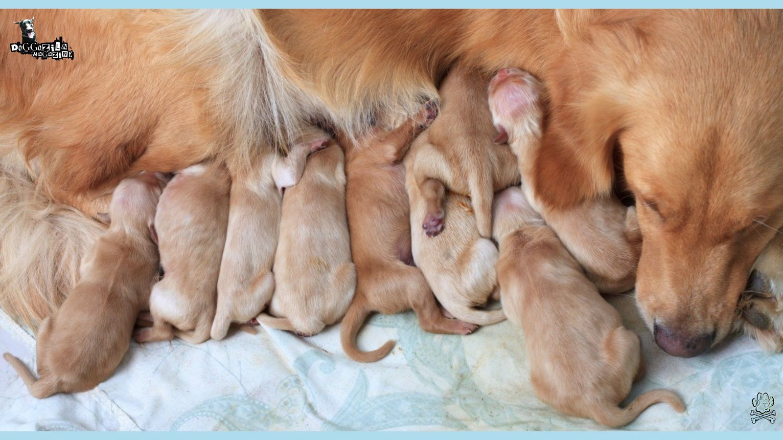 Golden Retriever mommy with her little puppies