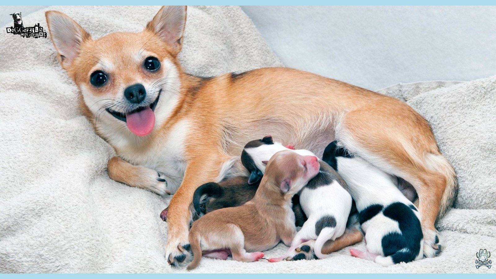 Happy Chihuahua mom with her little puppies
