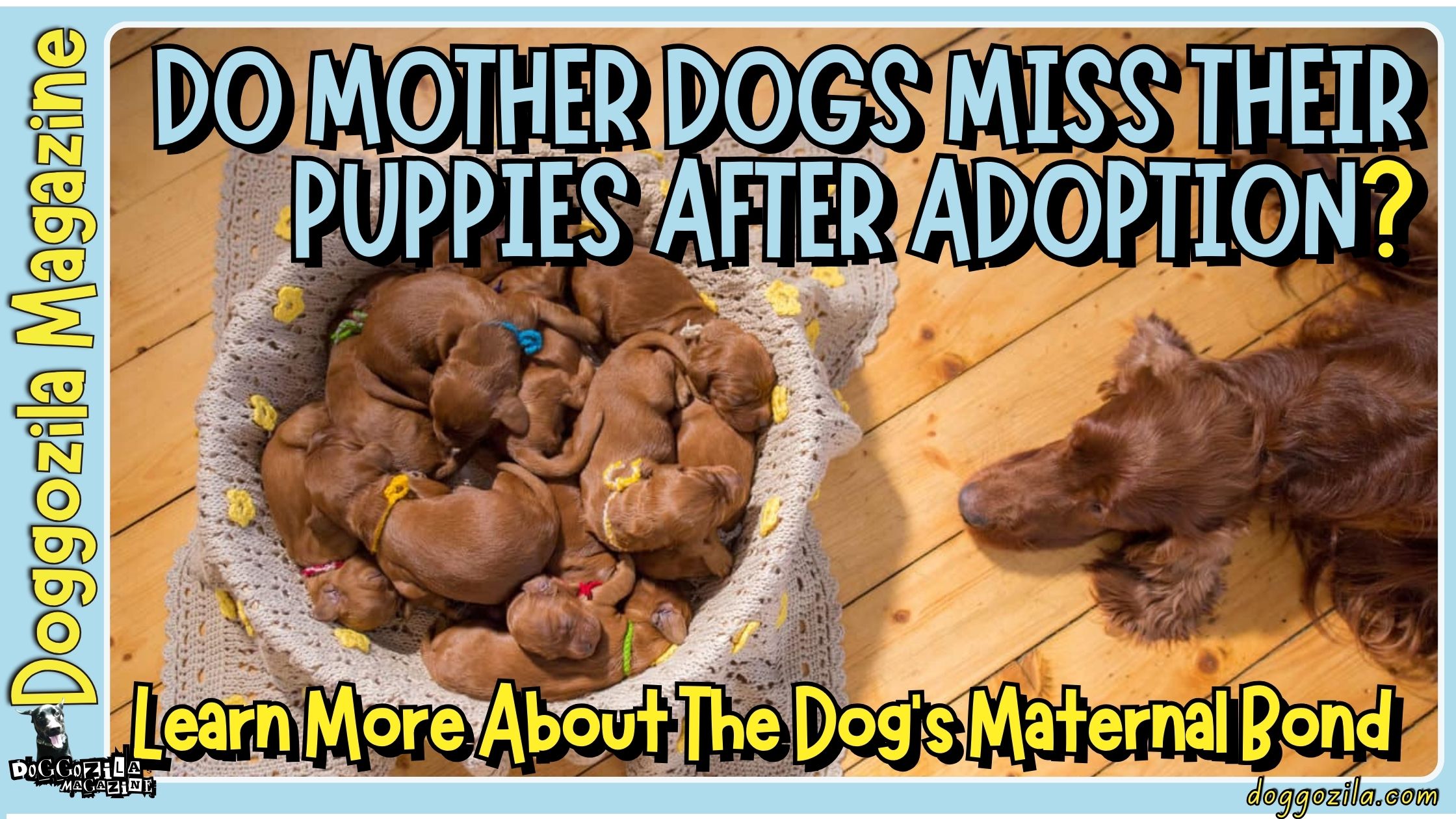 Do Mother Dogs Miss Their Puppies after adoption by Doggozila Magazine