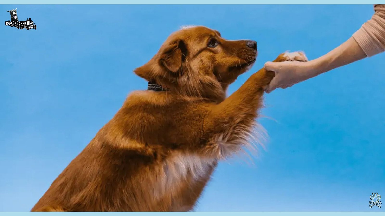 dog saying hi to his owner with his paw