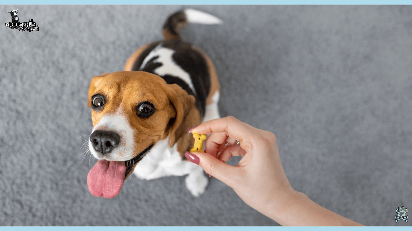happy puppy excited for the treat from his owner