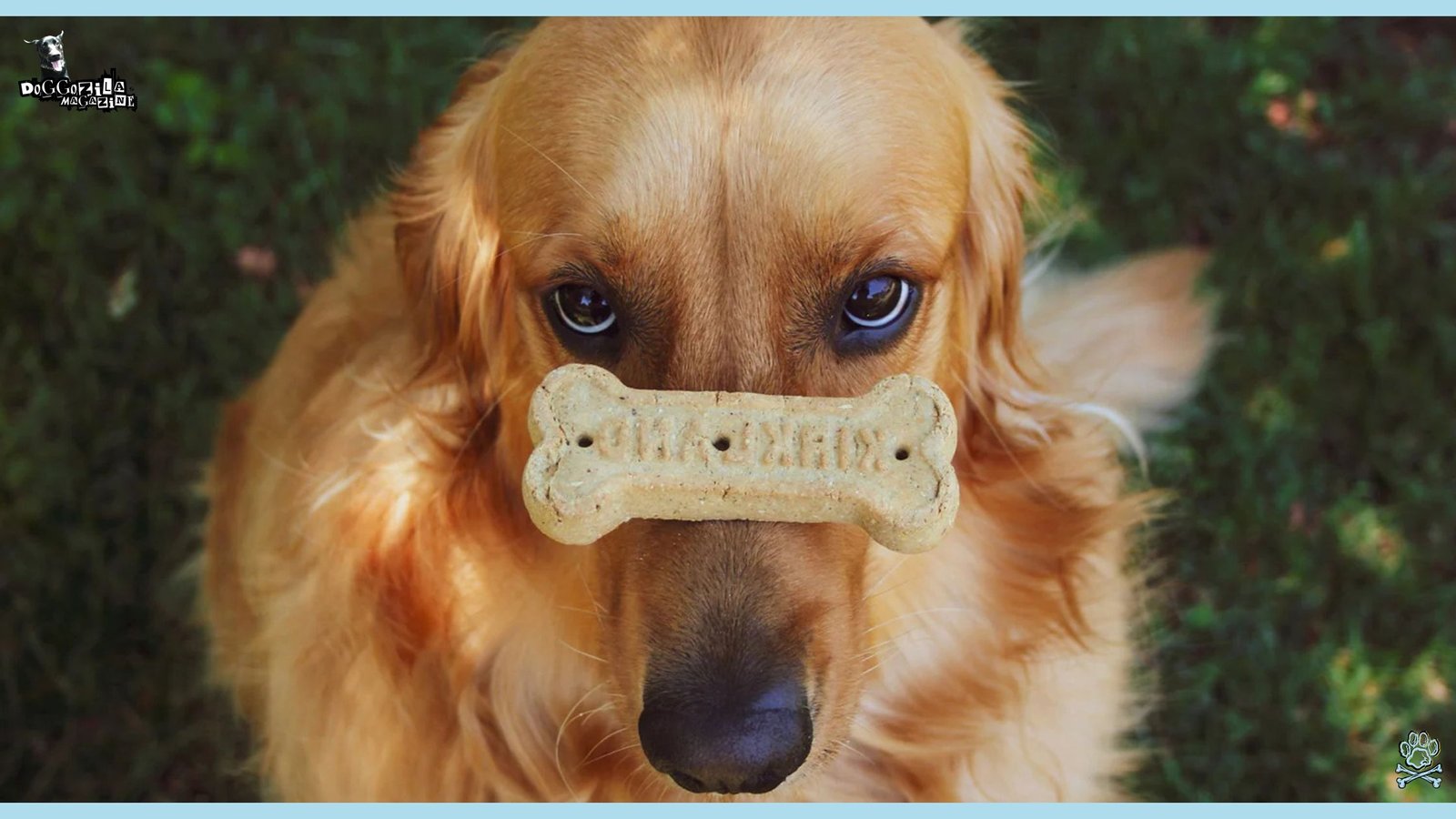 This Patience Answer The Question Does Your Dog Love You More Than Food