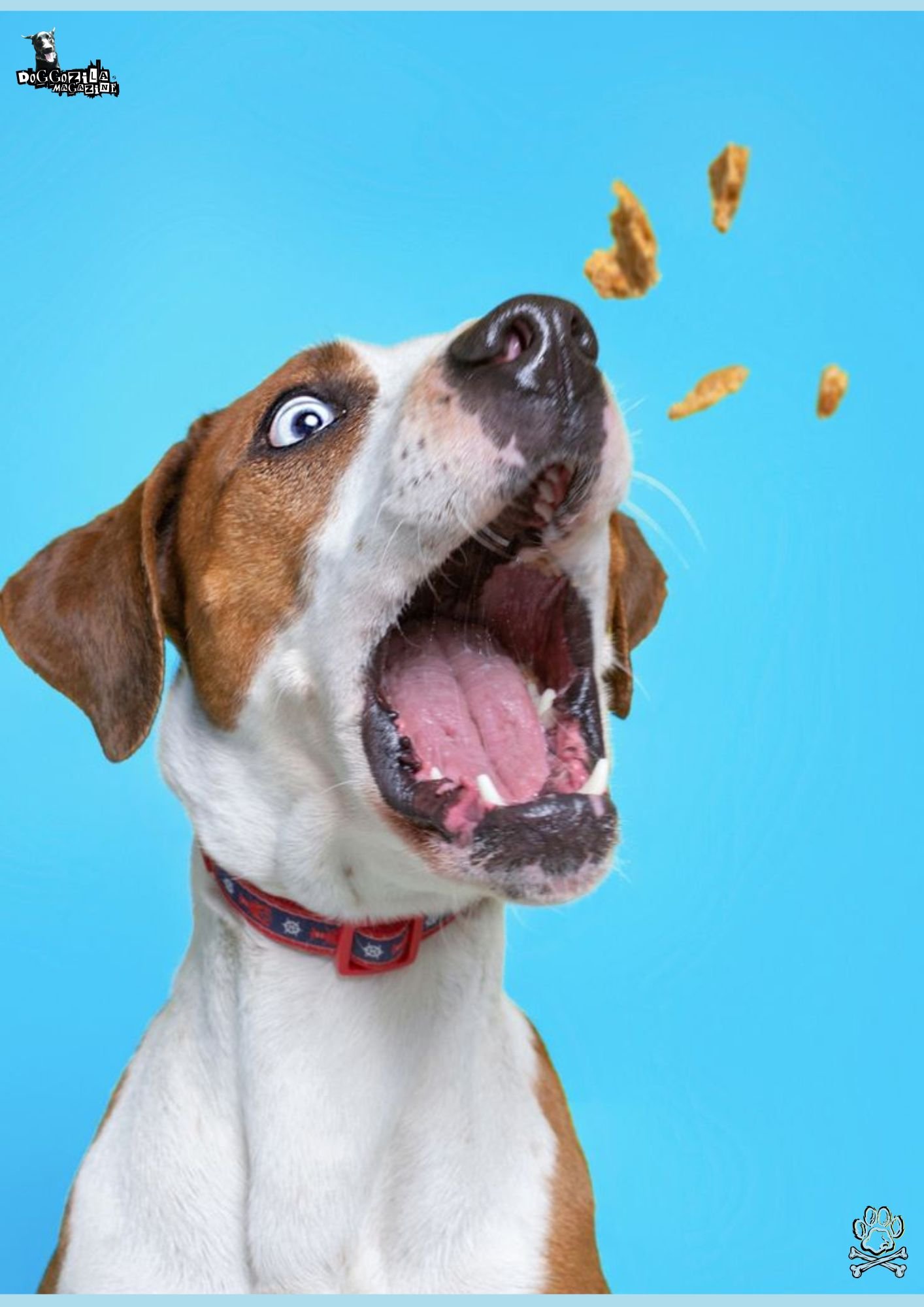 The Look in The Dog Eyes Answer The Question Does Your Dog Love You More Than Food