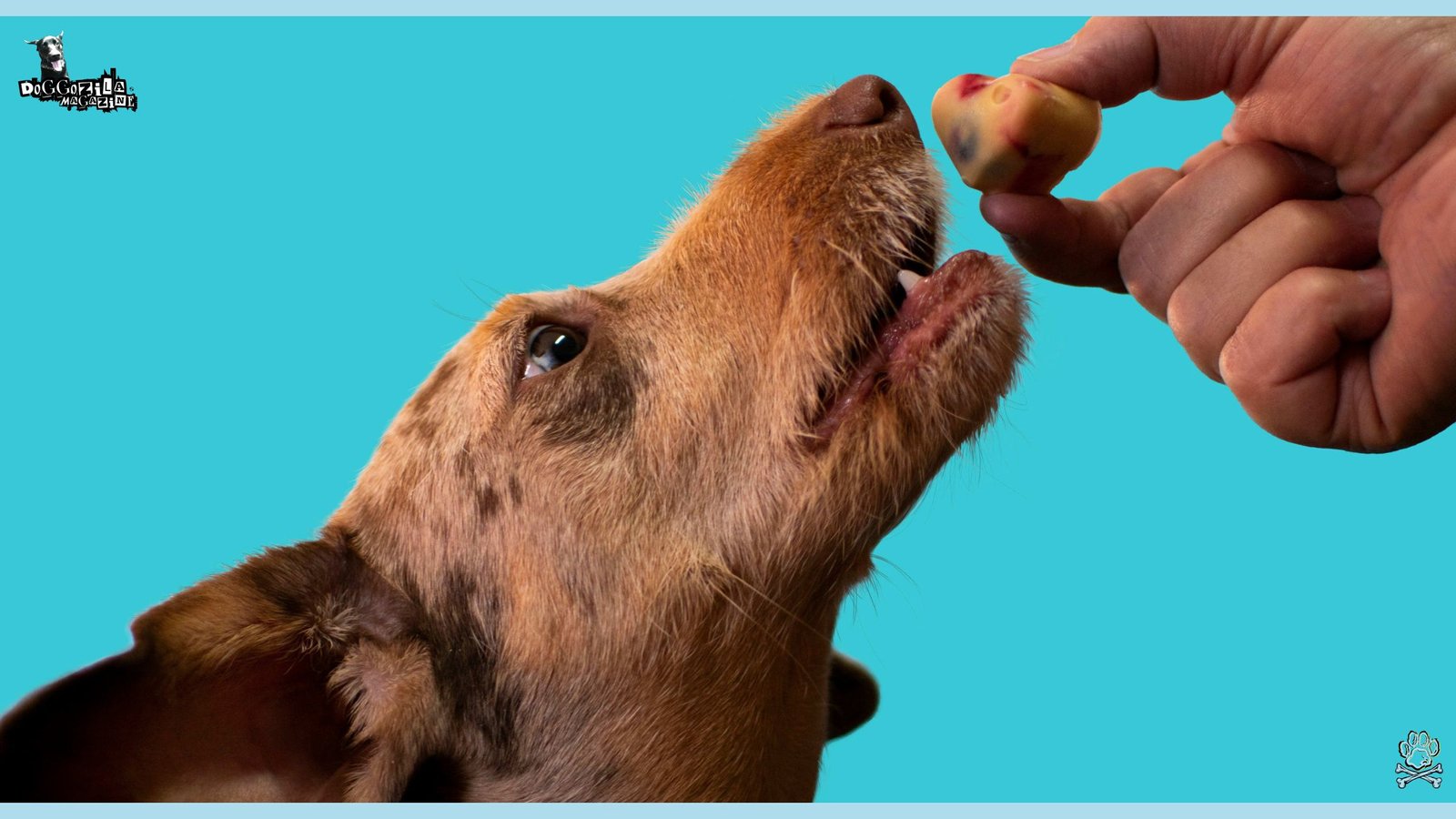 Find The Answer To The Question Does Your Dog Love You More Than Food