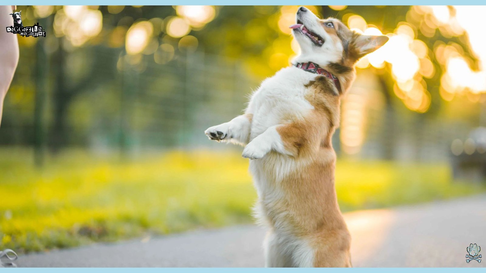 How to Teach Your Dog to Sit Pretty