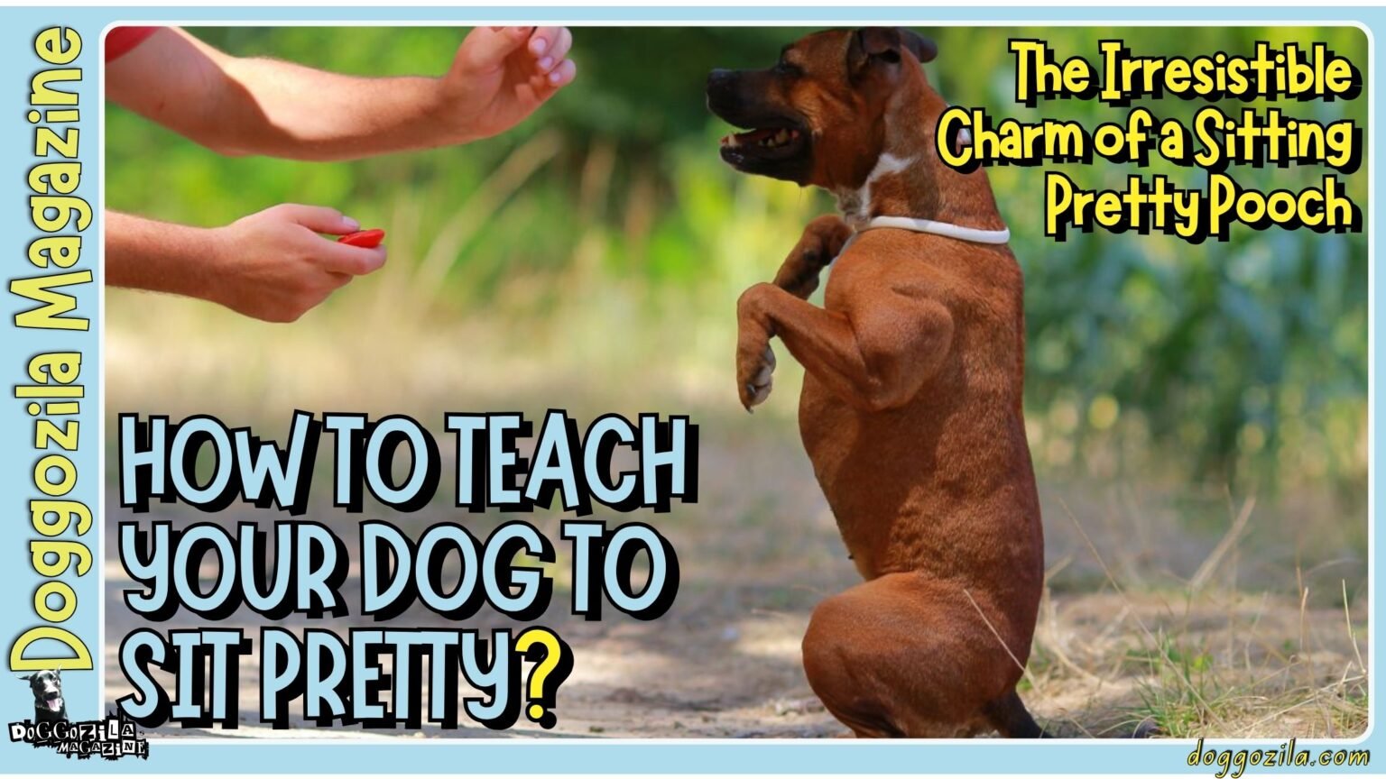 How to Teach Your Dog to Sit Pretty the charm of sitting pretty pooch