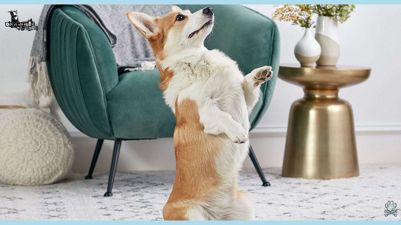corgi dog standing up right
