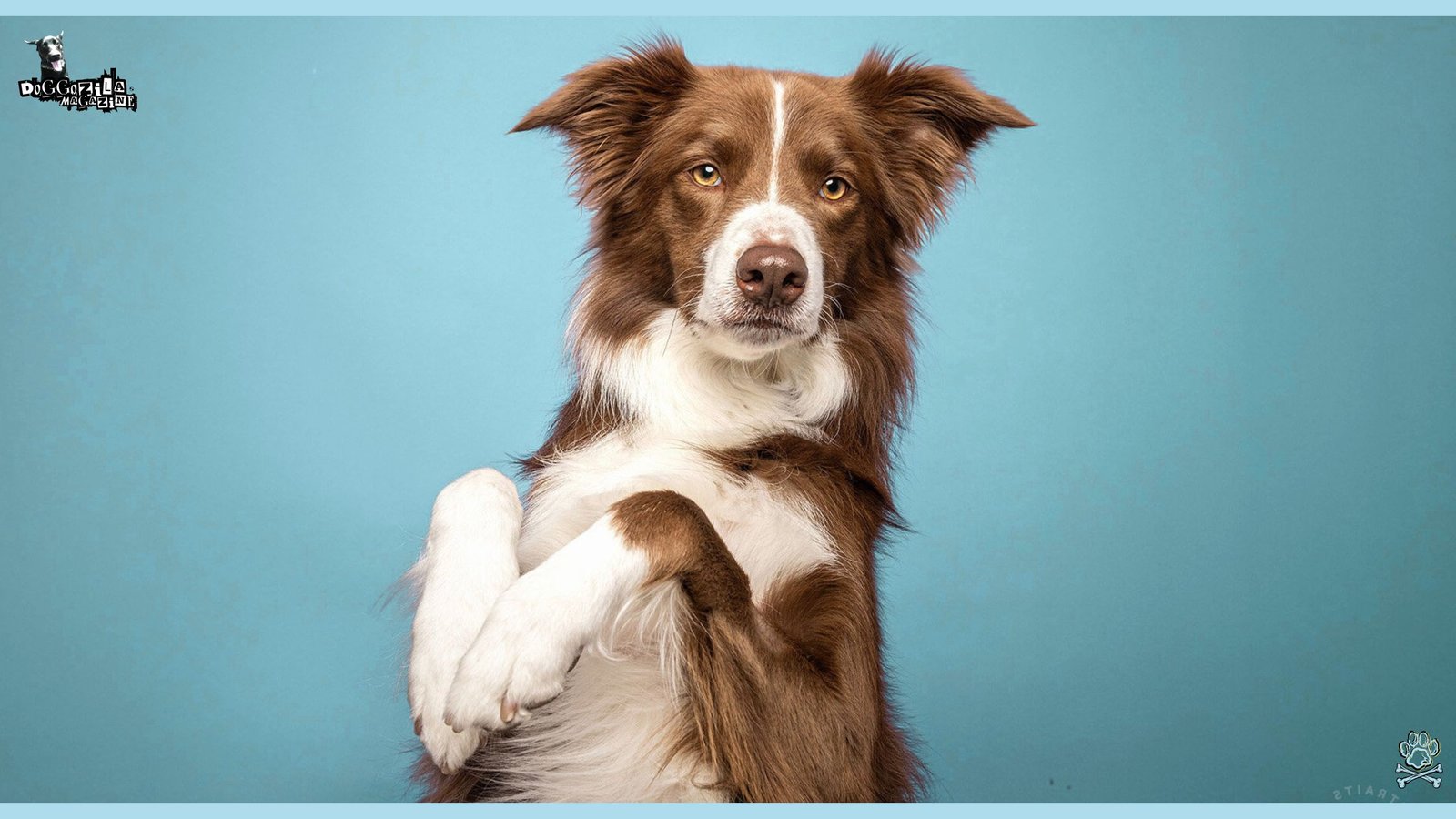 cute dog posing for the camera