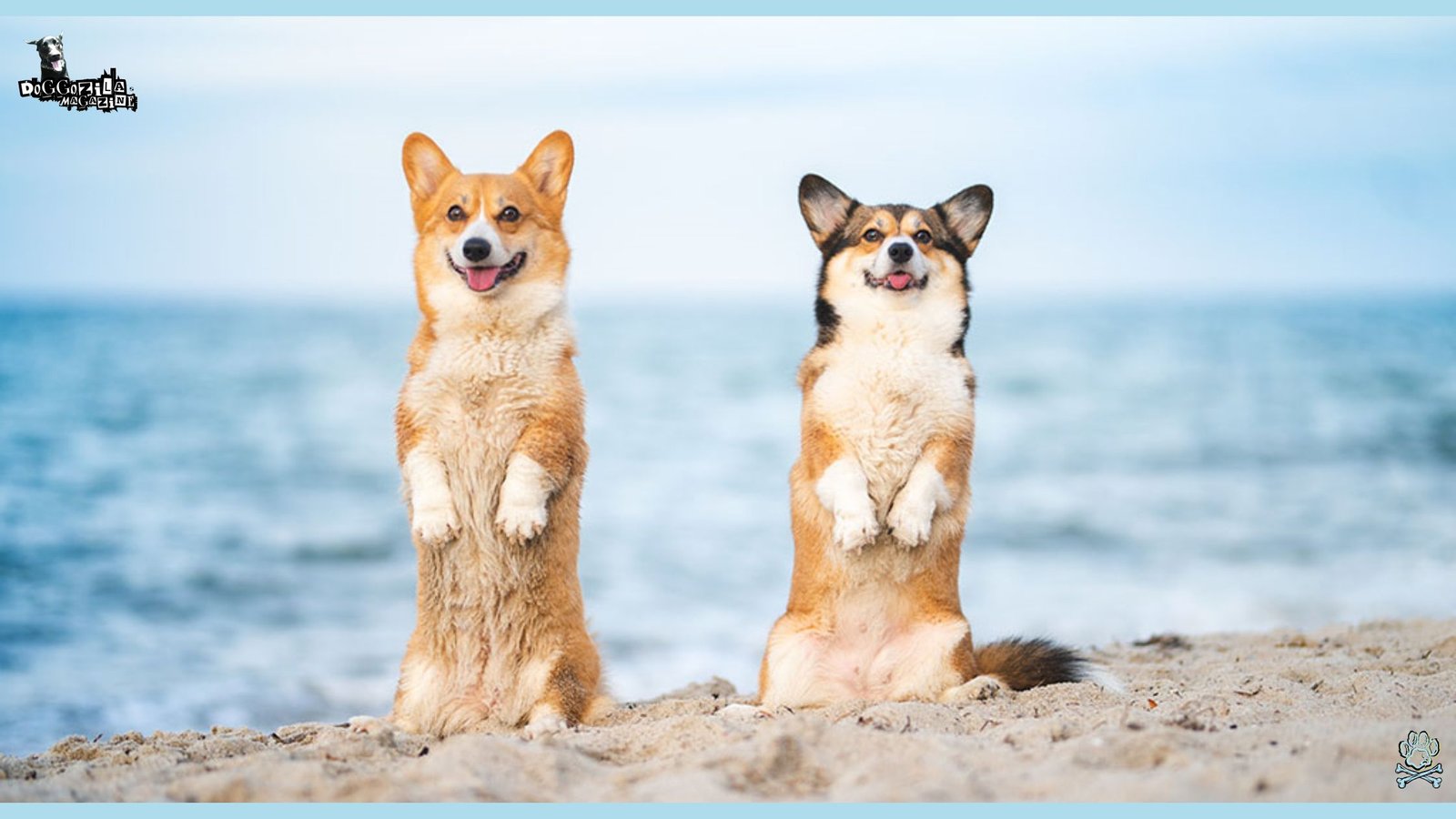 two corgi dogs standing up right and posing for the camera