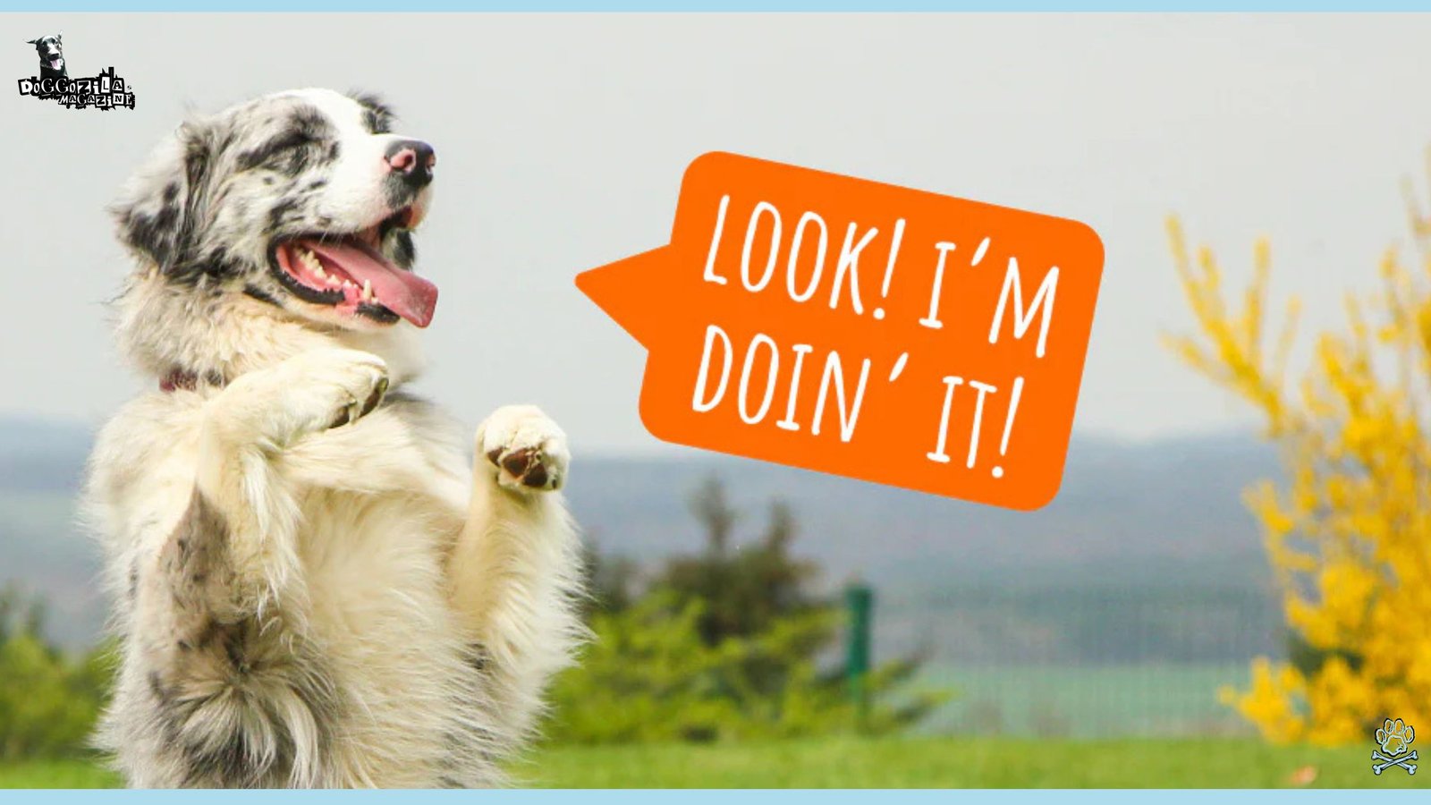 happy dog that learn the trick that he was training for