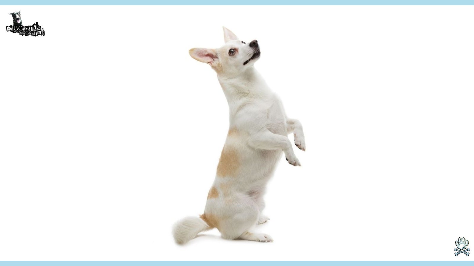 How to Teach Your Dog to Sit Pretty