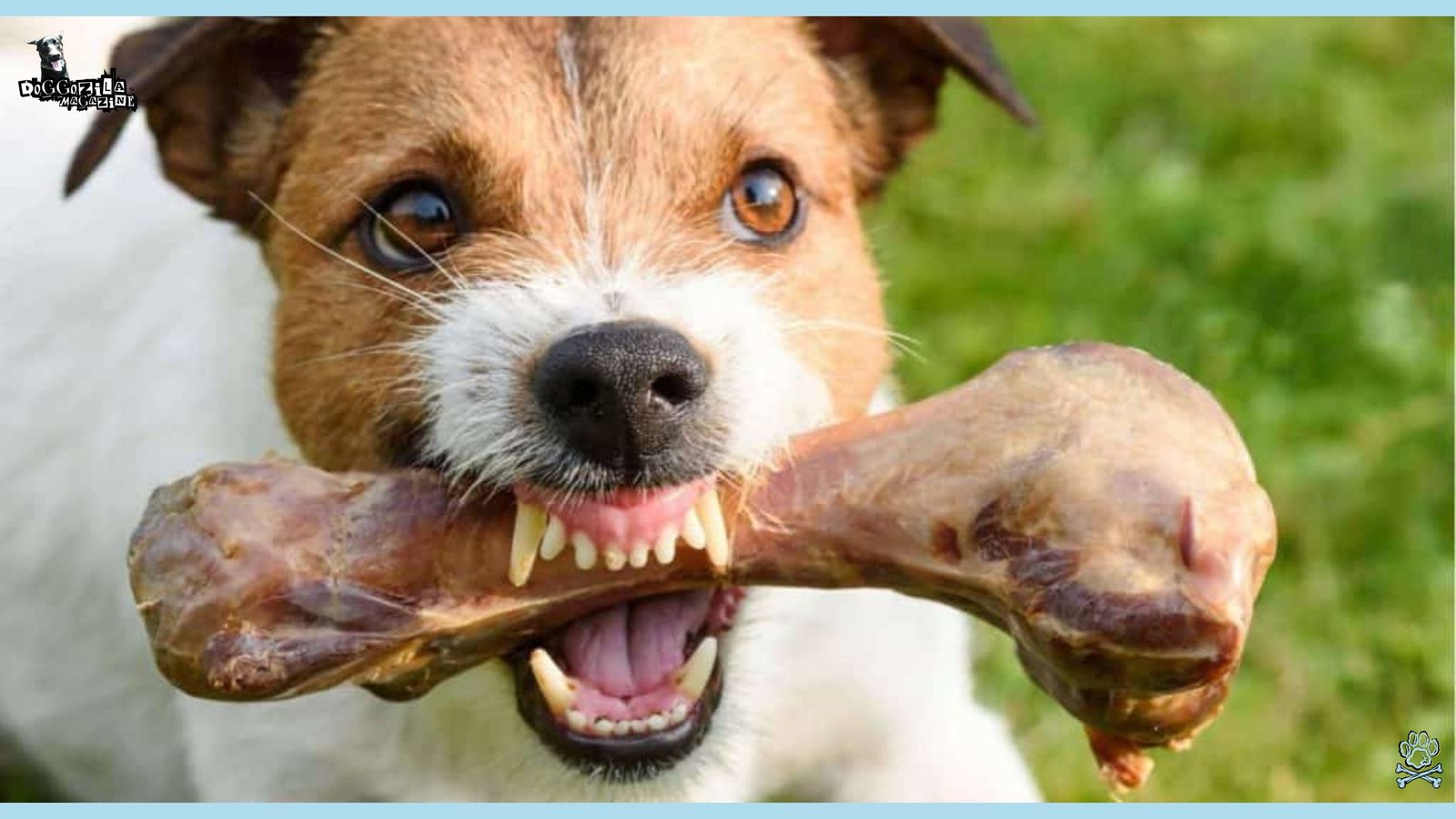 Learn about Resource Guarding In Dogs