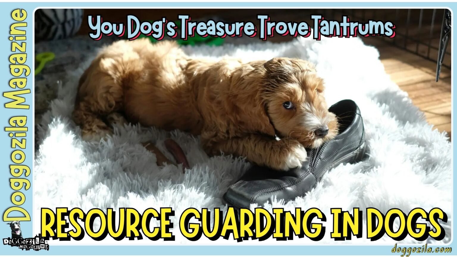 Learn about Resource Guarding In Dogs