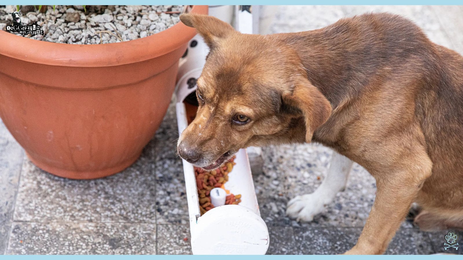 dog growling over his food