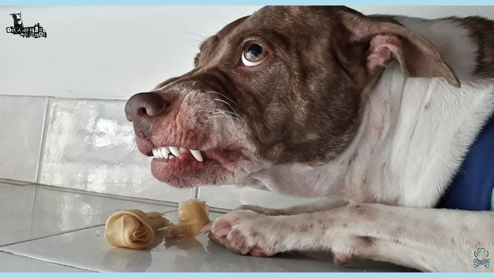 dog growling over his treat