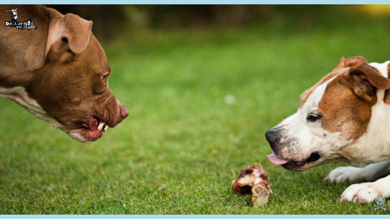 dog growling over his bone