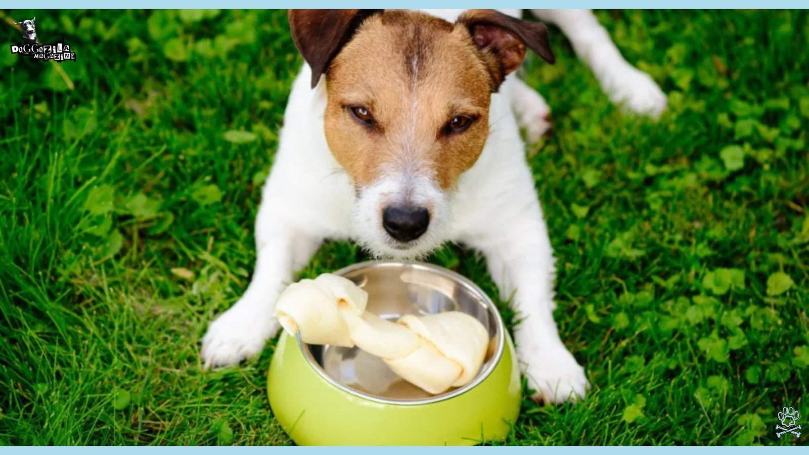 Learn about Resource Guarding In Dogs