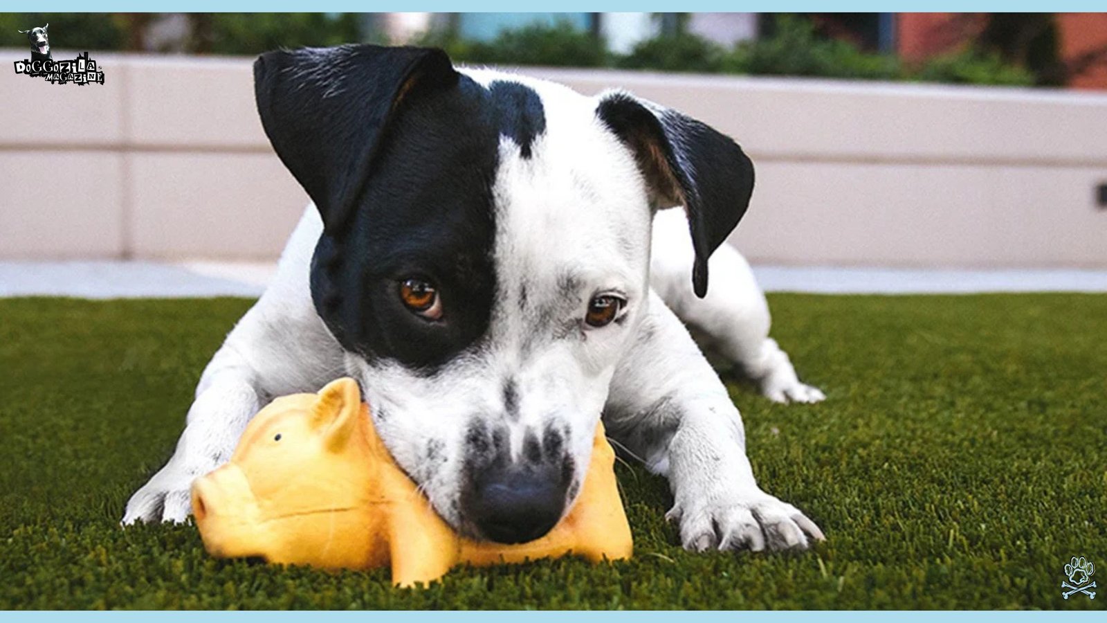 Learn about Resource Guarding In Dogs