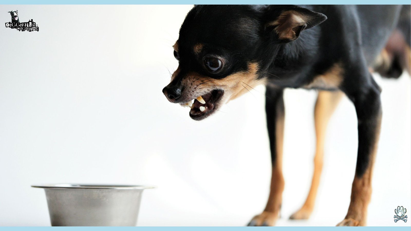 Learn about Resource Guarding In Dogs