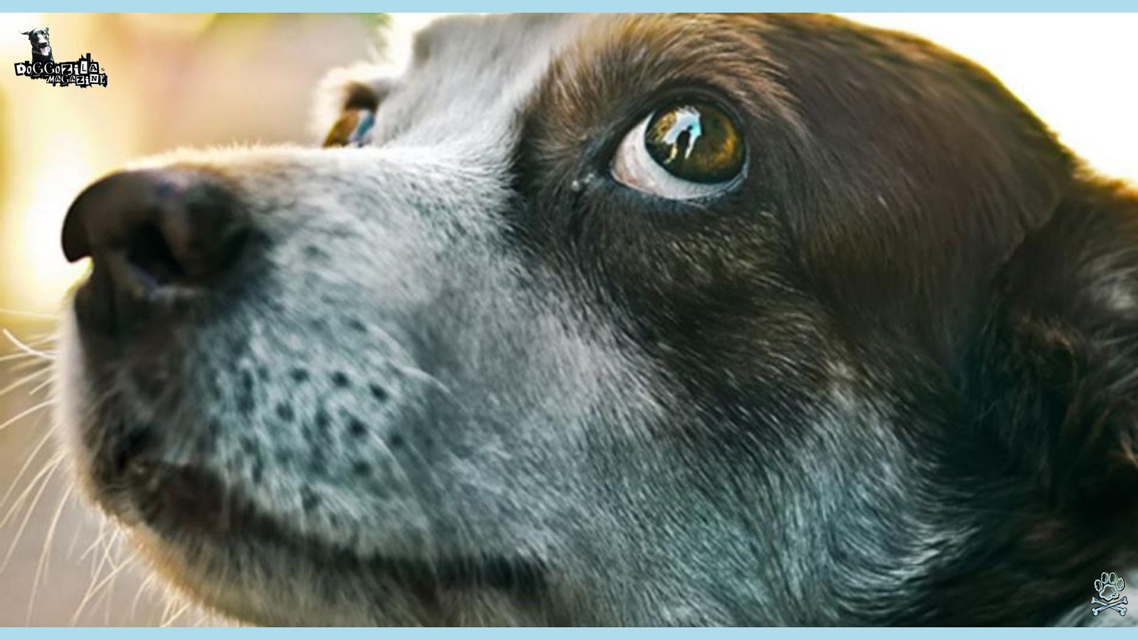 Whale Eyes in Dogs