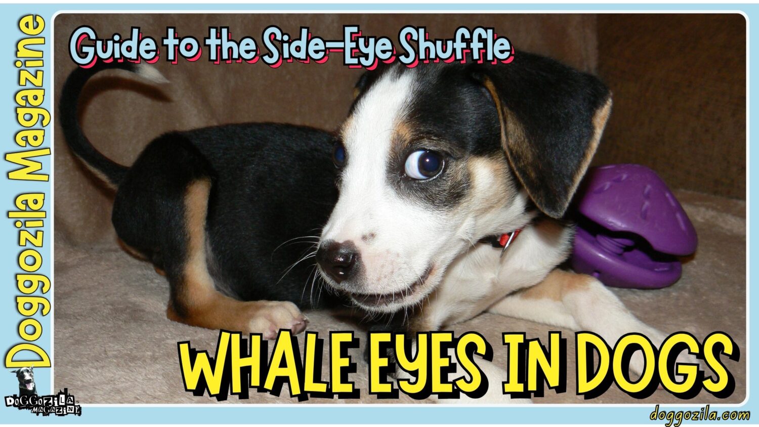 Side Eyes or Whale Eyes in Dogs