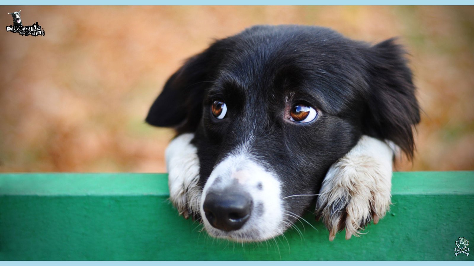 dog is resting on a bench in the park