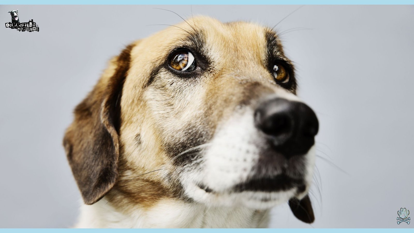 Whale Eyes in Dogs