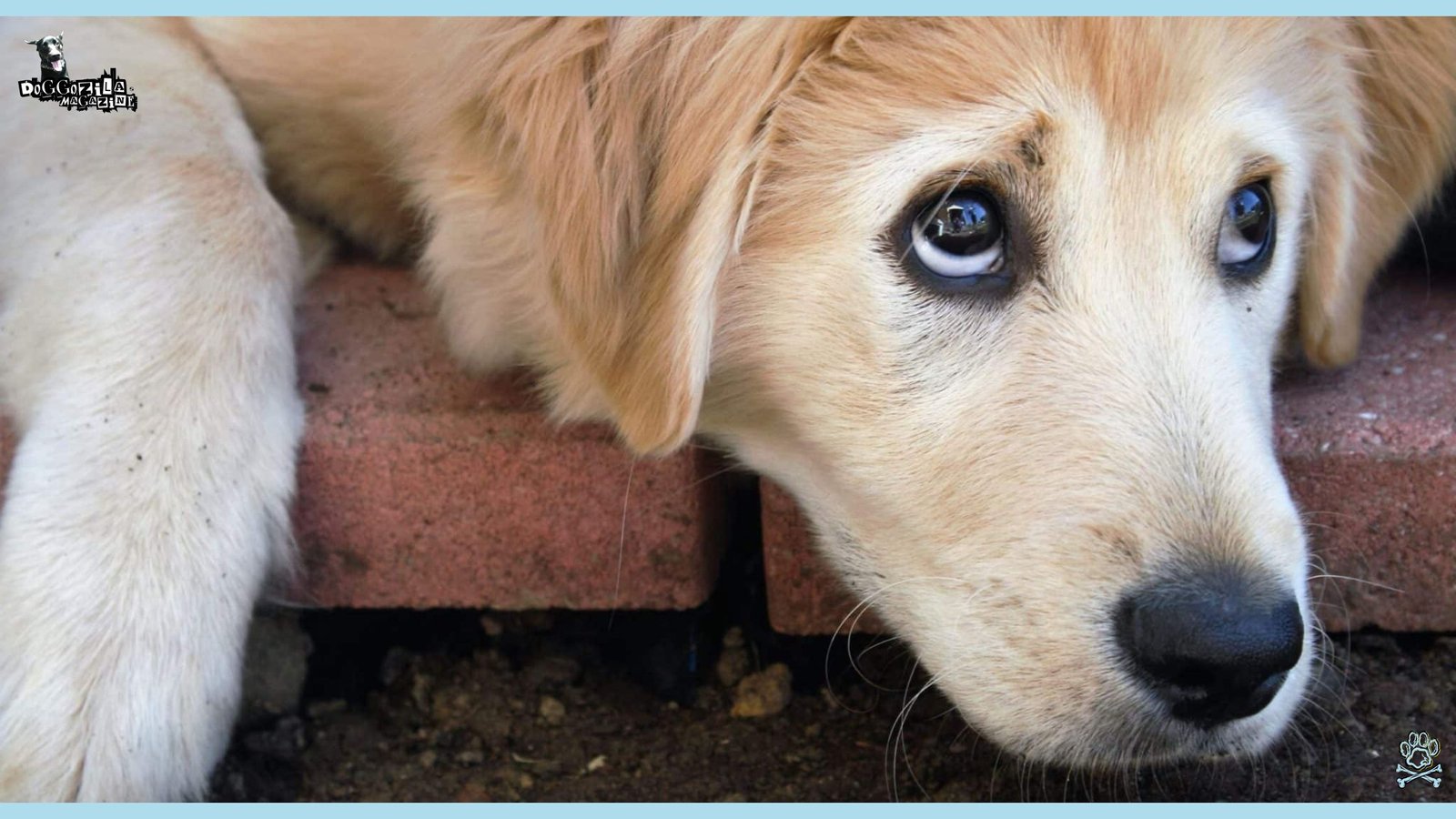 Golden Retriever is looking funny at his owner