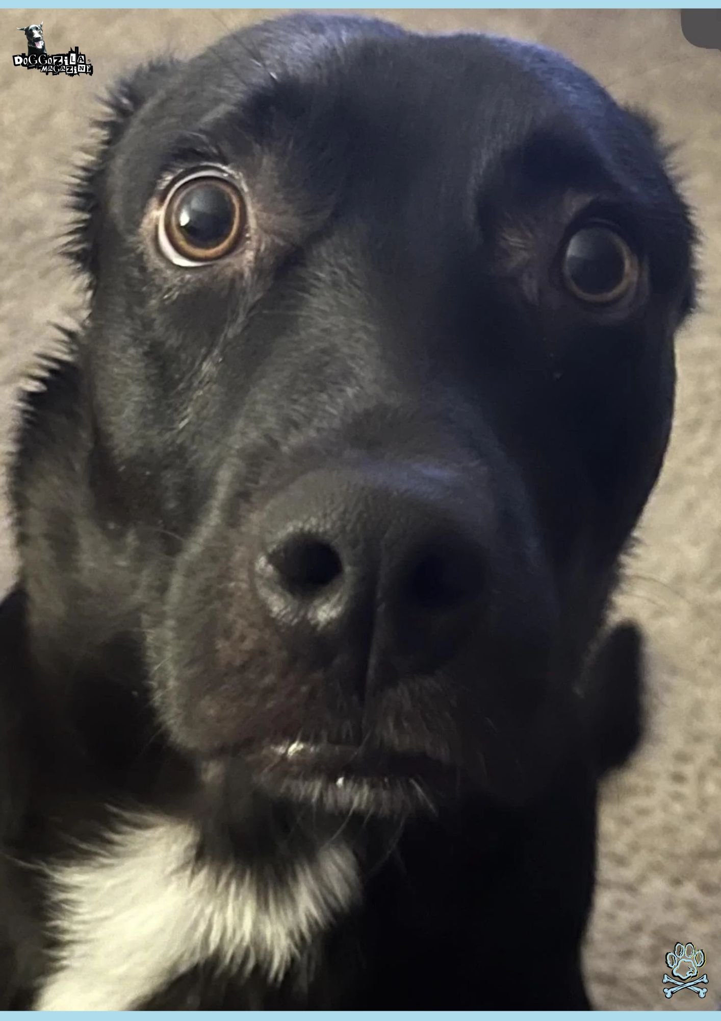Black Labrador is giving the Whale Eyes in Dogs