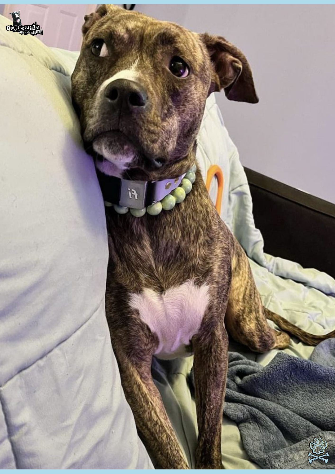 Whale Eyes in Dogs