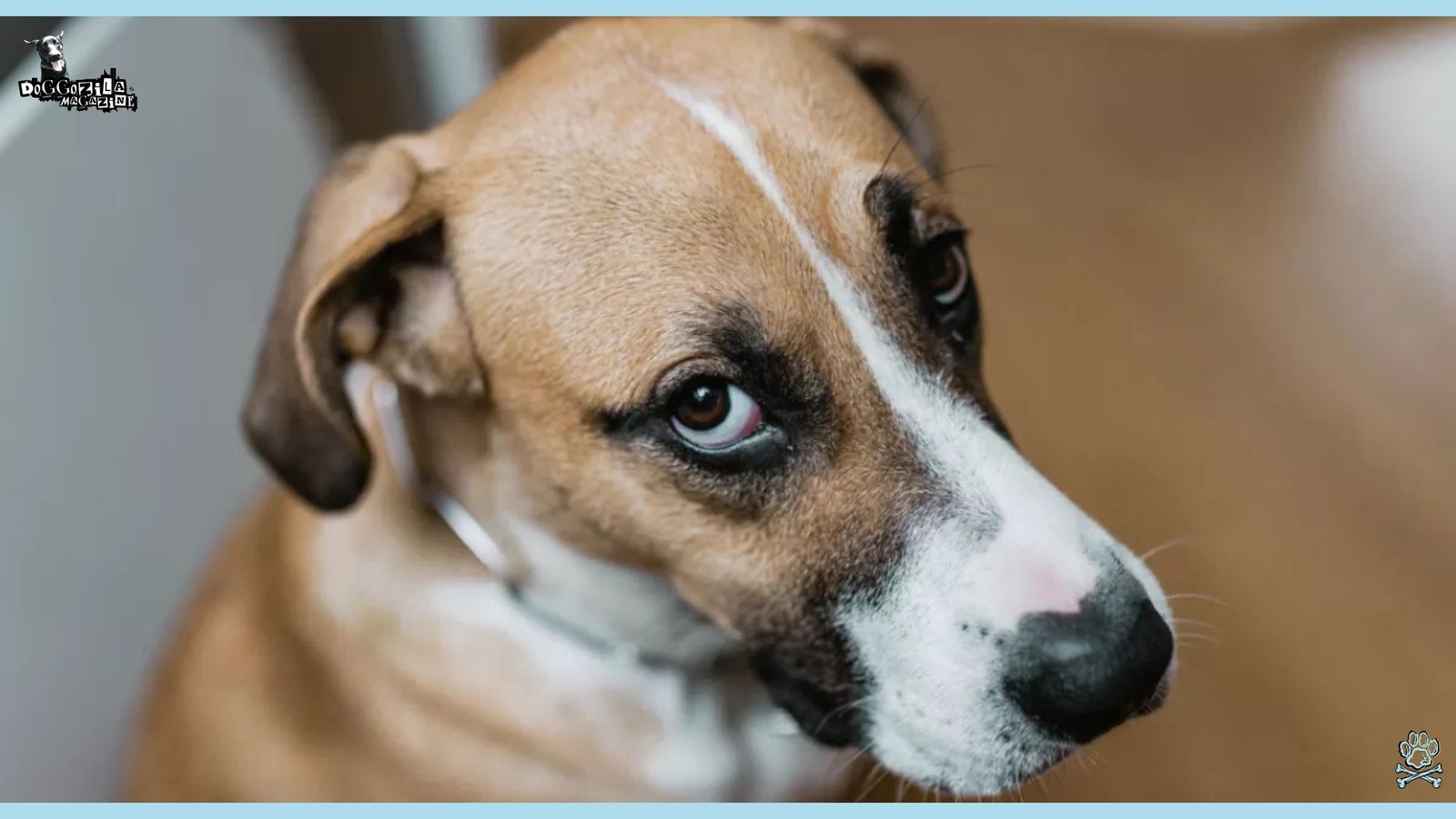 Whale Eyes in Dogs