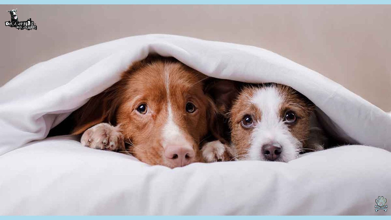From What Do Dogs Fear The Most and How You Can Help Them?