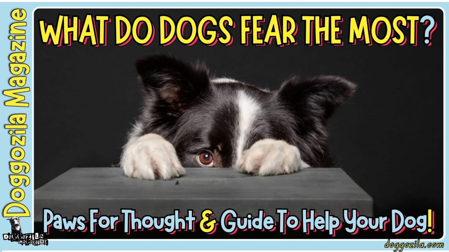 What Do Dogs Fear The Most and How to Help Your Dog Build his Confidence?