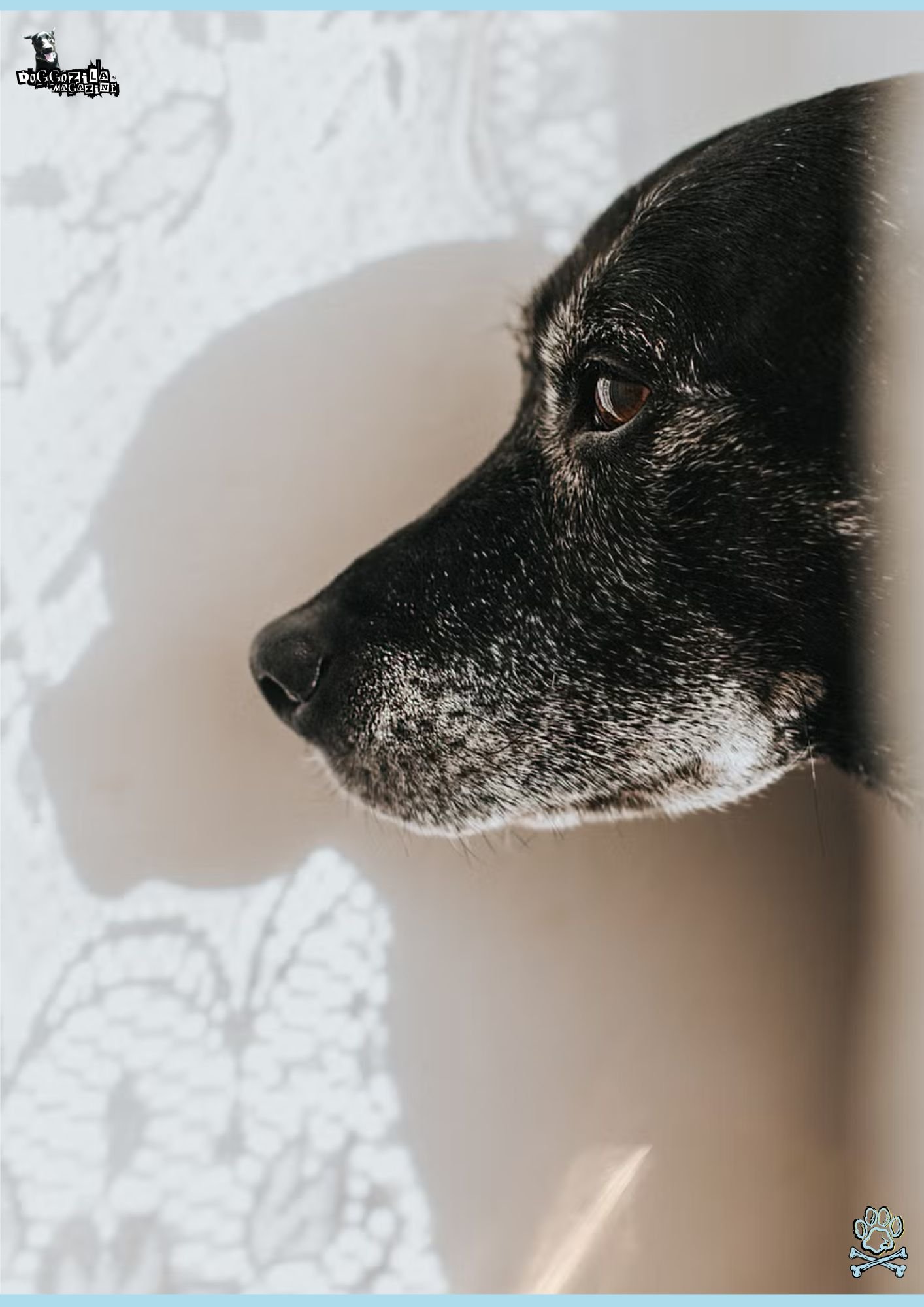 scared senior dog