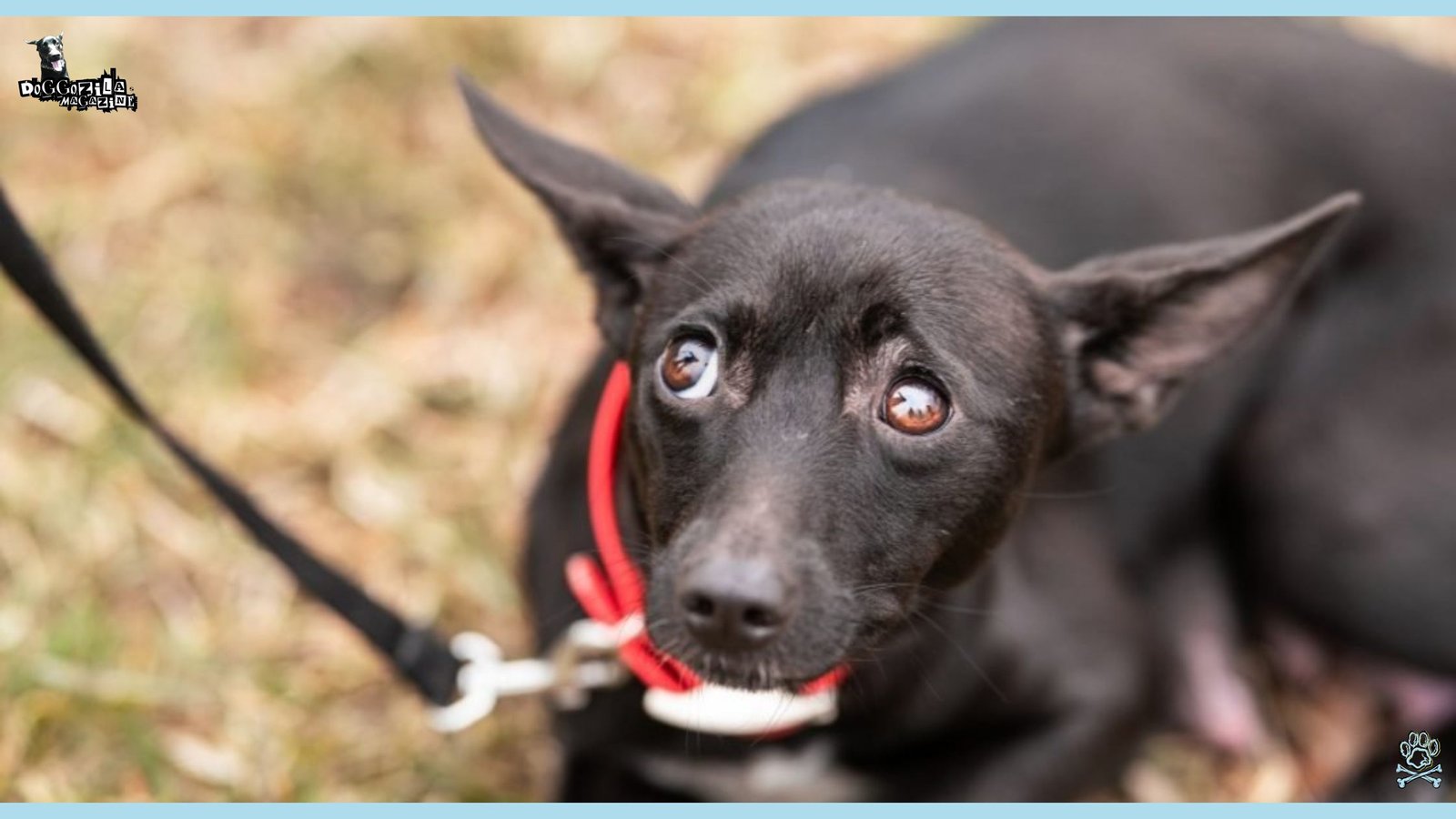 scared little puppy on leash