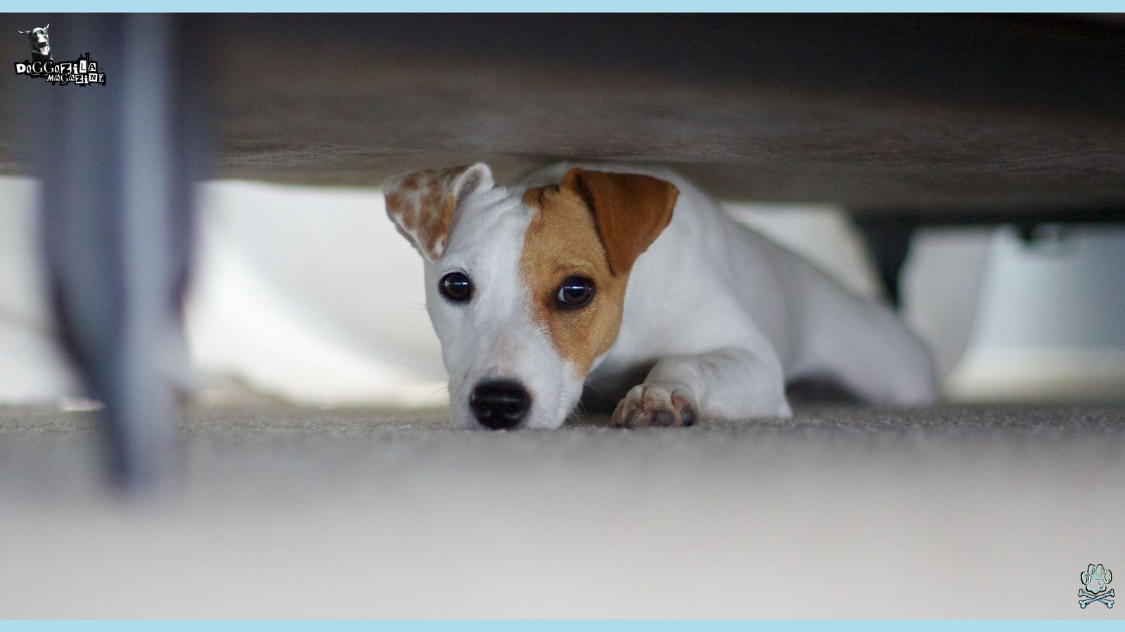 scared little puppy hiding under the bed