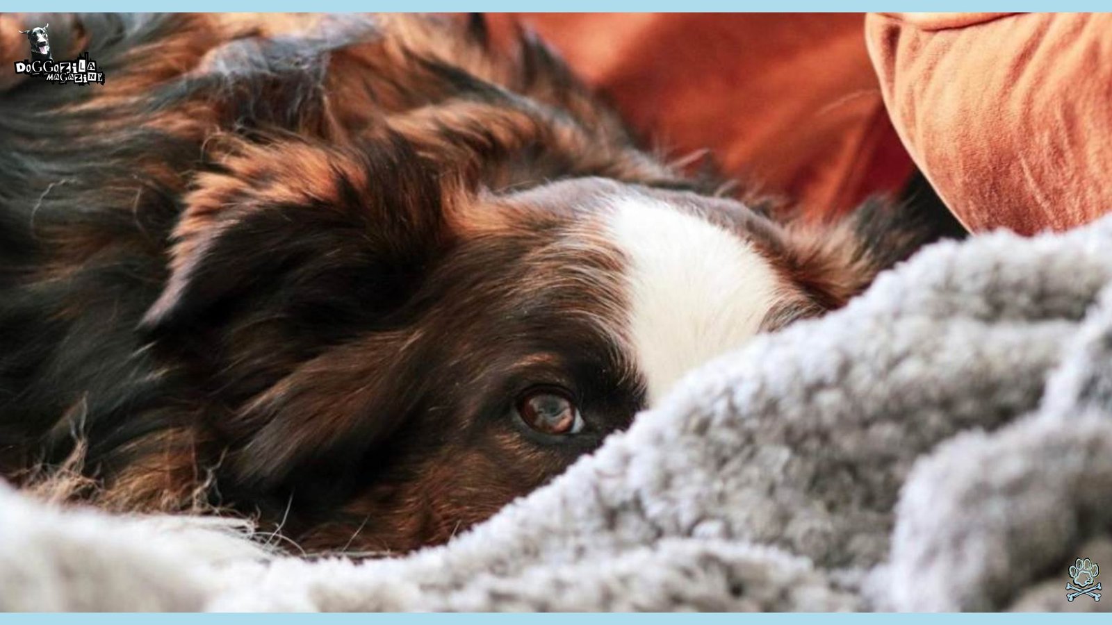 Have You Ever Wondered of What Do Dogs Fear The Most?