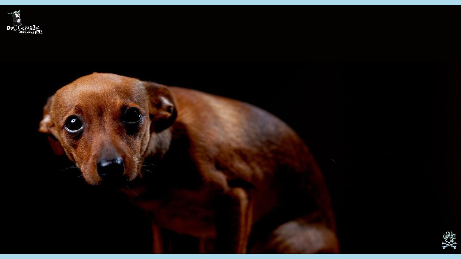 What 8 Things Do Dogs Fear The Most?