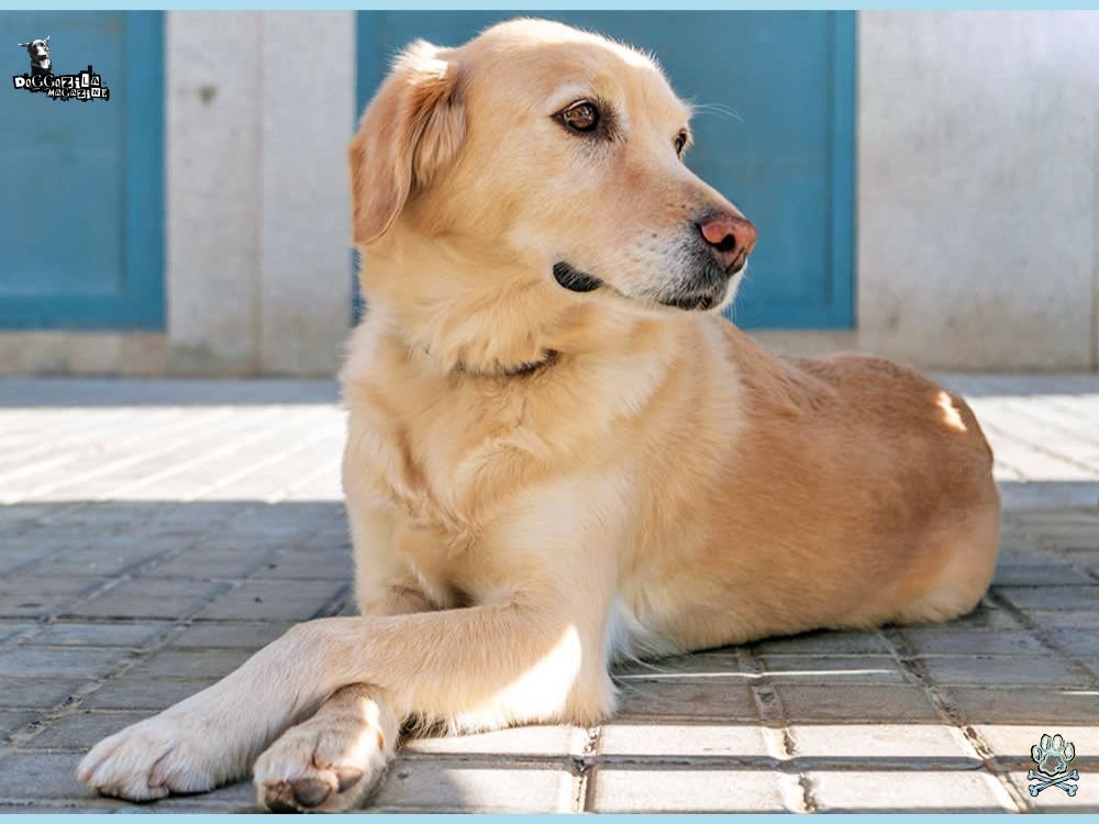 cute Labrador retriever chilling in his yard