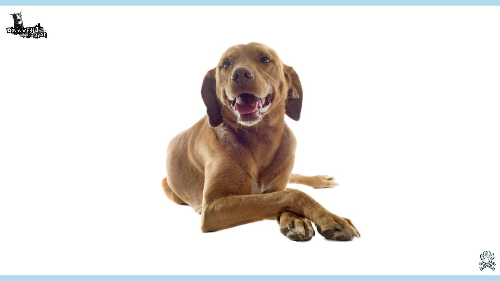 Did You Know Why Do Dogs Cross Their Paws