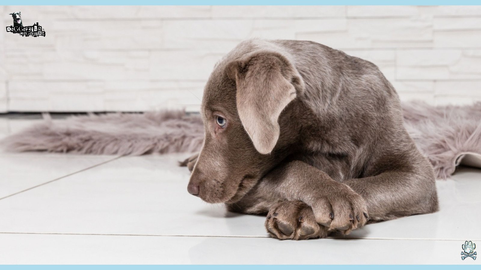 cute little puppy enjoy at home
