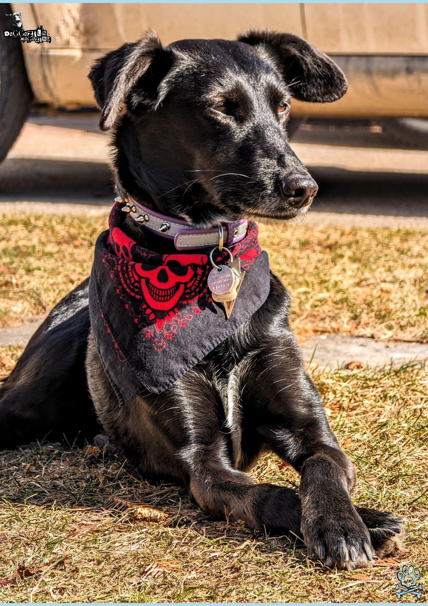 awesome black Labrador puppy with red bandana