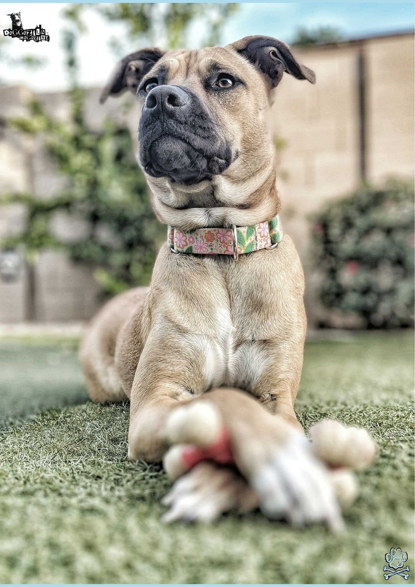 Have You Wondered Why Do Dogs Cross Their Paws
